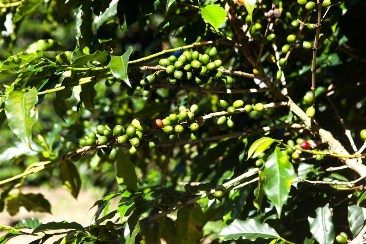 Recanto Dos Cafezais Bueno Brandão Zewnętrze zdjęcie